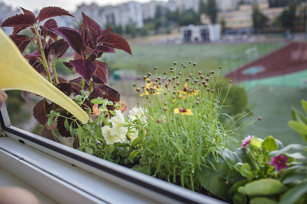 Gyönyörű kilátás az ablakból virágzó virágok erkélyen kert, természet és ökológia otthon - Fotó, kép