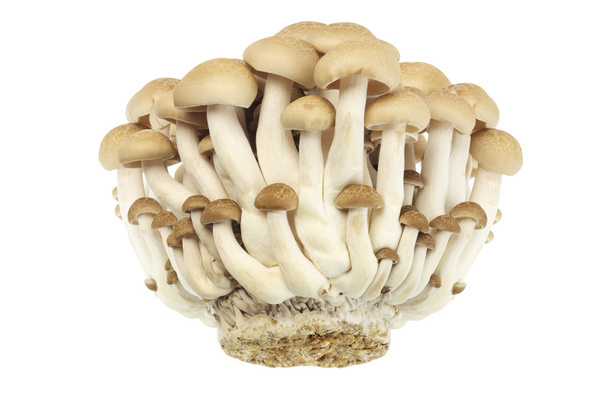 hnědá beech houby - Fotografie, Obrázek