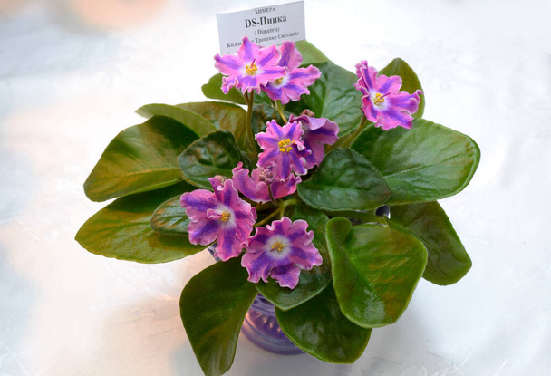 Close-up of potted violets placed on a table, flower arranging - Photo, Image