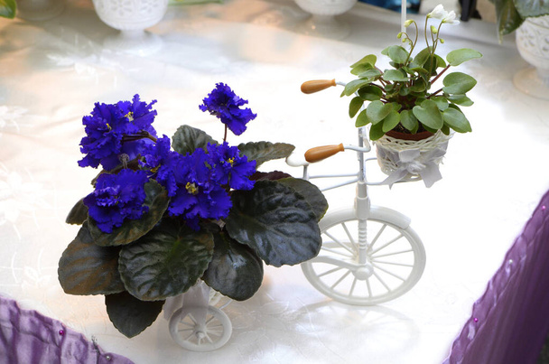 テーブルの上に置かれた鉢植えのスミレのクローズアップ、フラワーアレンジメント - 写真・画像