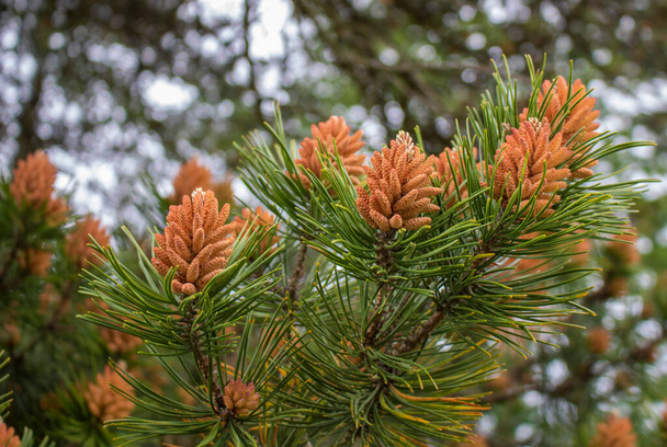 Молодые сосновые шишки на дереве весной - Фото, изображение