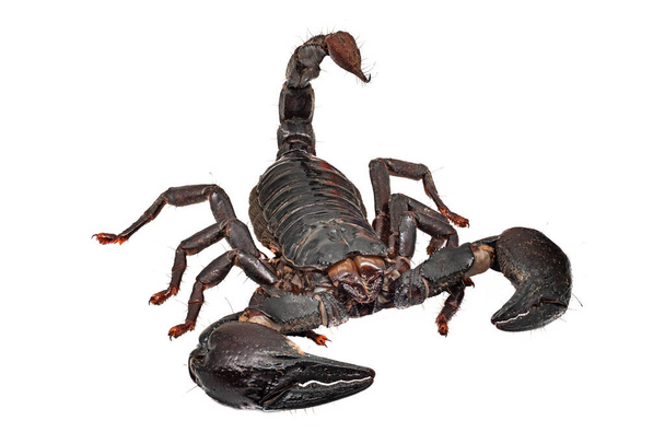 Skorpion isoliert auf Weiß, Nahaufnahme von giftigen Tieren - Foto, Bild
