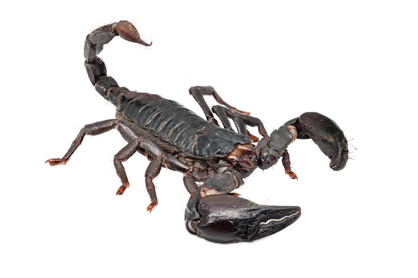 Scorpion Isolated On White, close up of poisonous animal - Photo, Image