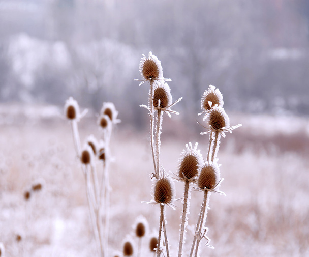 kryształki lodu na mrożone sucha roślina zbliżenie - Zdjęcie, obraz