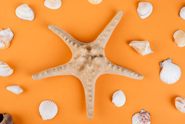 vista superior de estrellas de mar cerca de conchas marinas sobre fondo naranja - Foto, imagen
