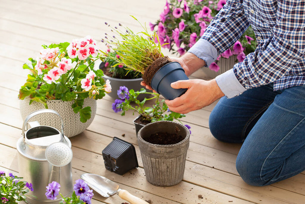 homem jardineiro plantio pansy, flores de lavanda em vaso de flores no jardim no terraço - Foto, Imagem
