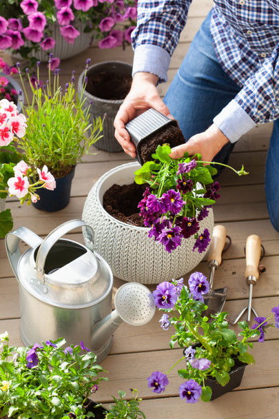 homem jardineiro plantio pansy, flores de lavanda em vaso de flores no jardim no terraço - Foto, Imagem