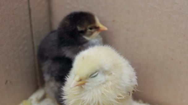 Pollos en una caja
 - Metraje, vídeo