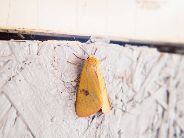 Traça de búfalo comum - Diacrisia sannio, bela mariposa laranja - Foto, Imagem