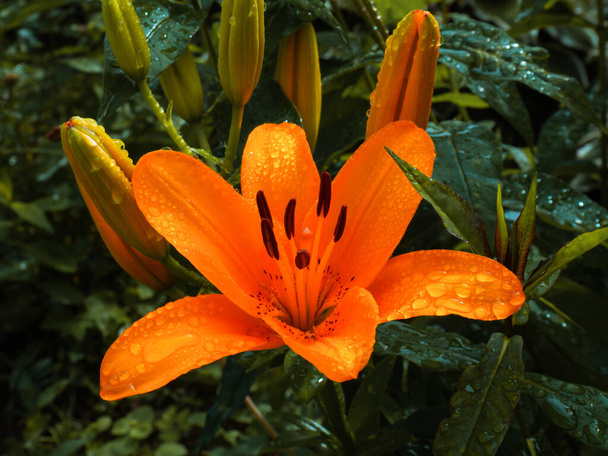 Όμορφο λουλούδι κρίνου σε φόντο πράσινων φύλλων. Lily longiflorum ανθίζει στον κήπο. Τροπικά λουλούδια - Φωτογραφία, εικόνα