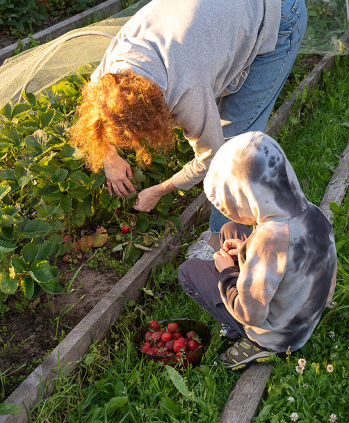 Mom and son pick strawberries at sunset in the evening, harvest concept. country side. - Photo, Image