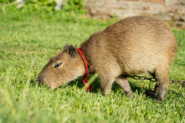 A domesticate capybara eating grass in a rural argentinian farm. Isolate capybara  - Photo, Image