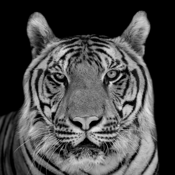 tigre - Foto, Imagen