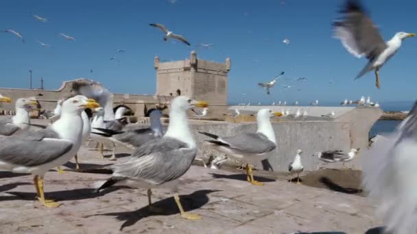 Las gaviotas comen las sobras de pescado, en la Scala del Puerto, en Essaouira. Destino turístico en Marruecos. - Metraje, vídeo