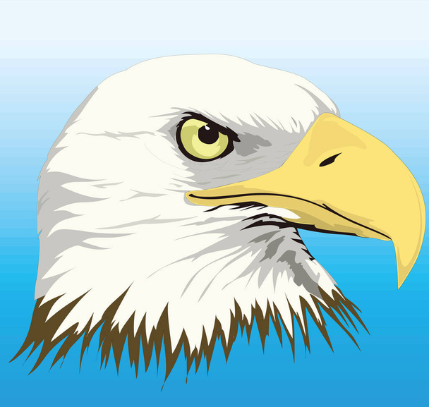 φαλακρός αετός κεφάλι close up απεικόνιση διάνυσμα πουλιών διαφανές φόντο - Διάνυσμα, εικόνα