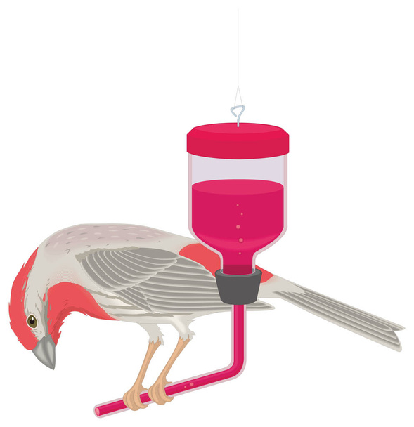 Finch ποτό πουλί διανυσματική απεικόνιση διαφανές φόντο - Διάνυσμα, εικόνα
