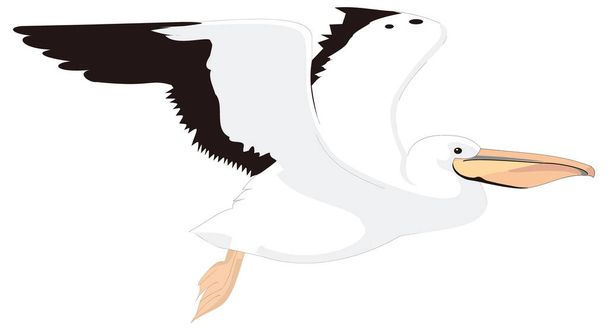 great brown white pelican fly bird vector illustration transparent background - Vector, Image