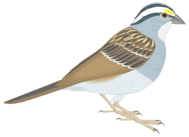家のスズメの鳥のベクトル図透明背景 - ベクター画像