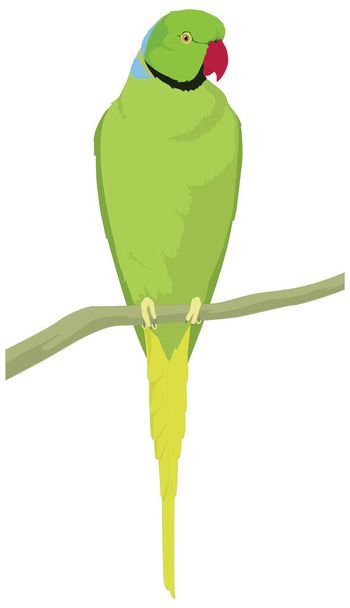 rose ring indian green parrot bird vector illustration transparent background - Vector, Image