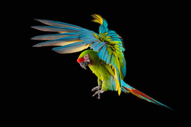 Macaúba voadora Papagaio isolado no fundo preto - Foto, Imagem
