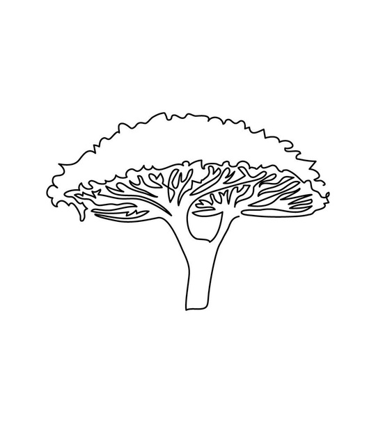 Acacia deštník strom jeden řádek umění. Kontinuální kresba rostlin, flóry, listnatého stromu, koruny, afrických stromů, baobabu, akátového deštníku, savany. - Vektor, obrázek