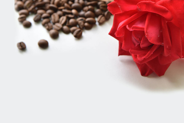 Red rose and roasted coffee beans on a white background with space for text - Фото, изображение