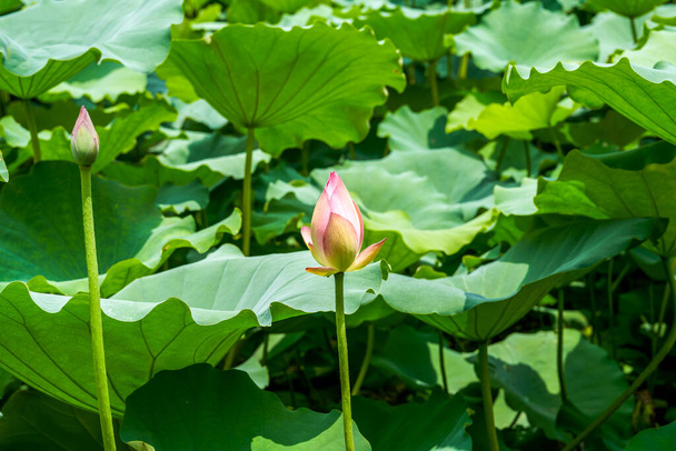 Gros plan d'un bourgeon de fleur de lotus qui est sur le point de fleurir, étang de lotus à feuilles de lotus - Photo, image