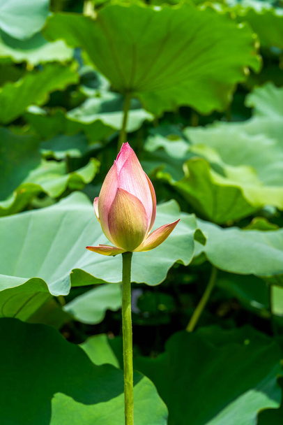 Close-up van een lotusbloem knop die op het punt staat te bloeien, lotusblad lotusvijver - Foto, afbeelding