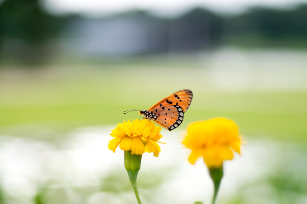 монарх метелик з квітками чорнобривців
 - Фото, зображення