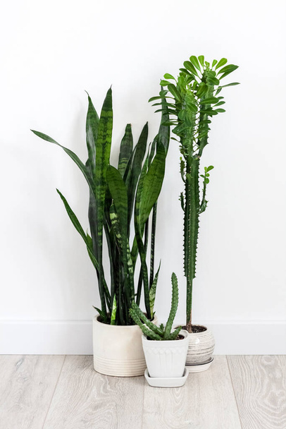 Potted succulents (Euphorbia trigona, Huernia and Sansevieria) staying on the floor on white wall background - Photo, Image