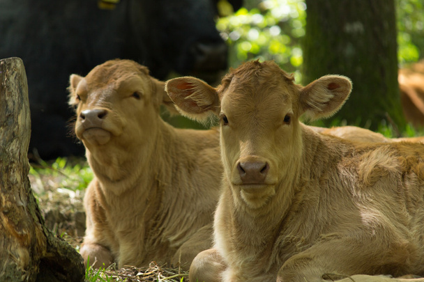 Two calves - Photo, Image