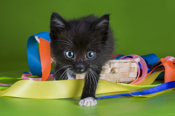 маленький кошеня грає в кольорових стрічках
 - Фото, зображення