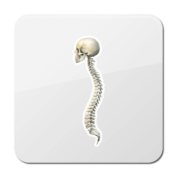 スピンアイコン。白い背景に隔離されたウェブデザインのための脊椎アイコンの簡単なイラスト - 写真・画像