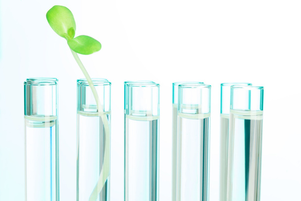 One green plant in test tube filled with water - 写真・画像