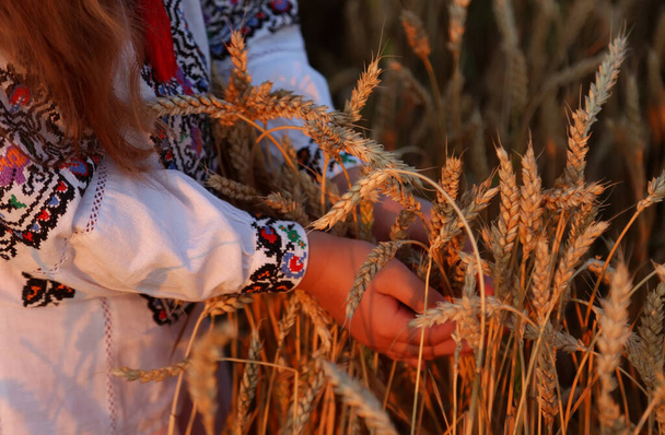 Σιτάρια σιταριού στα χέρια ενός κοριτσιού με κεντημένο πουκάμισο. Τα χέρια κοντά εστιάζουν στα αυτιά του καλαμποκιού. Ημέρα ανεξαρτησίας της Ουκρανίας, σημαία συντάγματος - Φωτογραφία, εικόνα