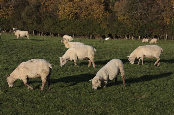 Sheep and lambs grazing - Photo, Image