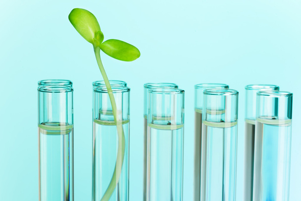 Green plant grows in test tube filled with water - Foto, immagini