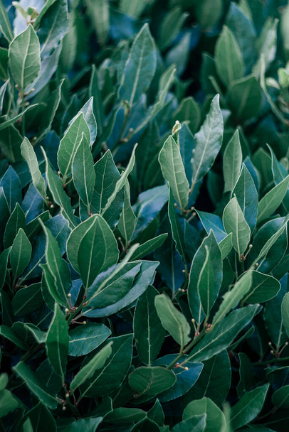 Bay laurel, Laurus nobilis, evergreen tree with green glossy leaves - Fotó, kép
