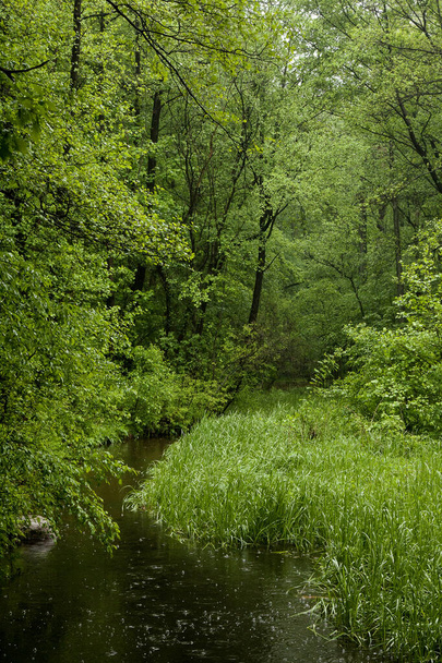A stream becomes overgrown with lush, green trees and bushes. It rains in spring. - Photo, Image