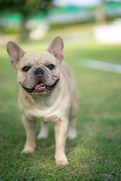 An adorable French bulldog in a park - Fotografie, Obrázek