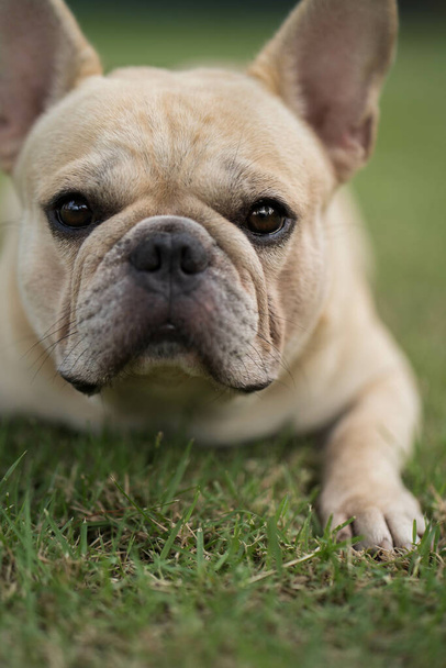 An adorable French bulldog lying down on green grass in a park - Zdjęcie, obraz