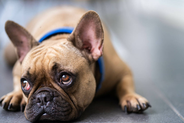 An adorable French bulldog lying on the floor at home - Foto, Imagen