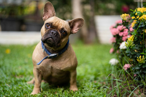 An adorable French bulldog in a park - Foto, Bild
