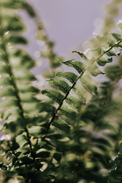 A vertical shot of fern leaves - Photo, Image