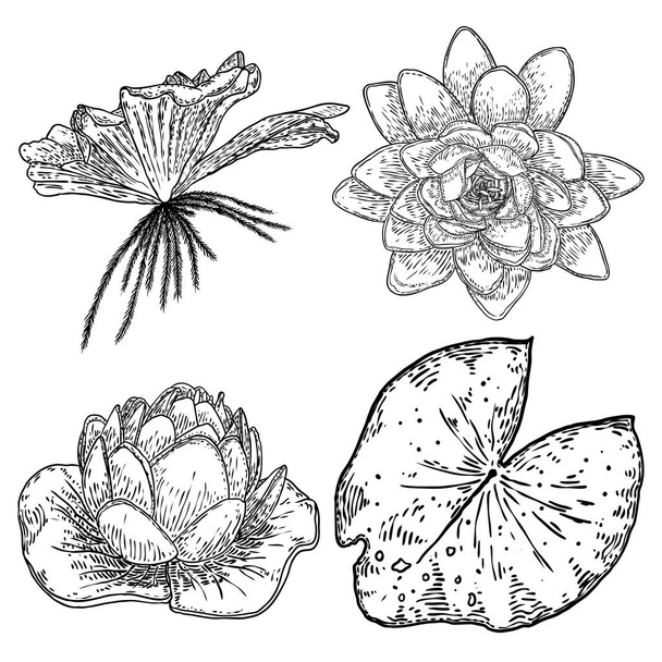 Set of lotus drawings. Various view of water lily blooming heads and leafs. Flowers buds in hand drawn floral style. Wild pond lotus floral design elements for spiritual body and mind visuals. Vector. - Vektor, kép