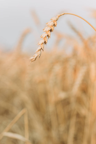Ripe wheat ear close-up at sunset. Beautiful colorful natural background of nature.Autumn landscape.The concept of agriculture and a rich harvest.Agricultural season.vertically - Photo, Image