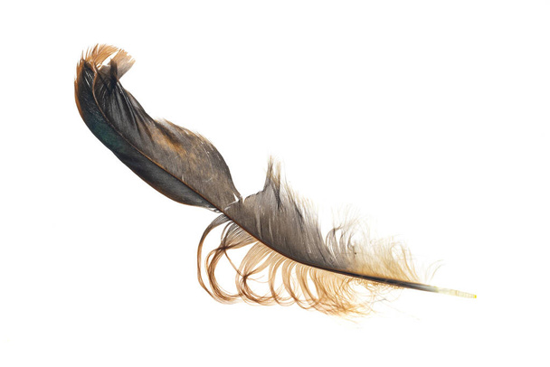 черные и коричневые перья петуха на белом изолированном фоне - Фото, изображение
