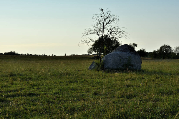 Una roca de granito, o piedra en crecimiento, y la silueta de un árbol marchito contra un cielo claro por la noche en un campo de cultivo verde después de cortar en los tonos dorados de la puesta del sol. - Foto, imagen