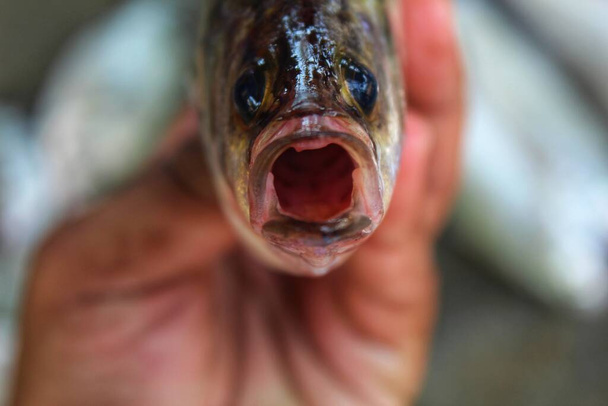 közeli kilátás ázsiai tengeri sügér hal kezében szép homályos háttér - Fotó, kép