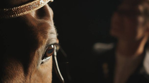 Hoofd van een donker bruin paard dragen sieraden Closeup View - Grooming Horses - Foto, afbeelding